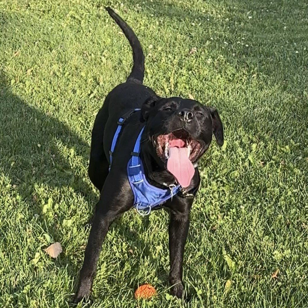 Enlarge Dale Doback, a Adoptable Pit Bull Terrier in Fargo, ND image 3/3