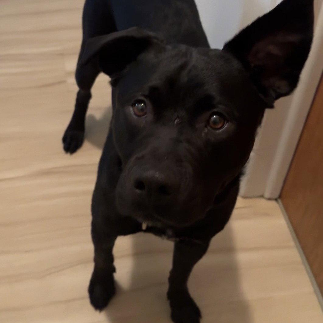 Enlarge Dale Doback, a Adoptable Pit Bull Terrier in Fargo, ND image 3/3