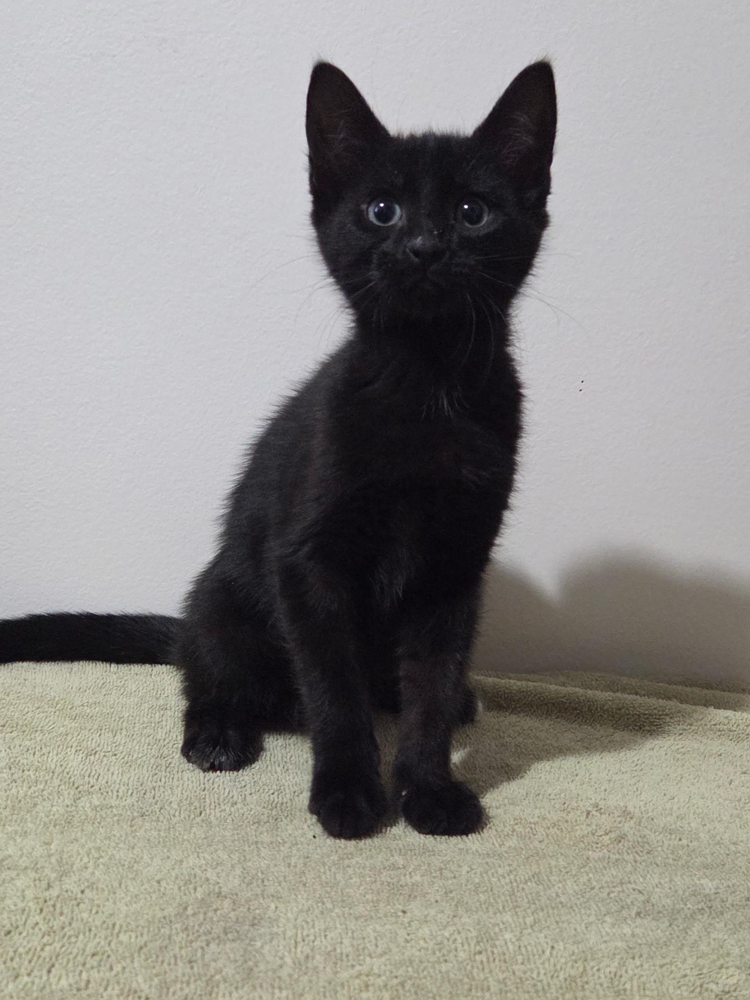 Meringue - Pre Adoption ONLY, ADOPTABLE, Kitten Female Domestic Short Hair.