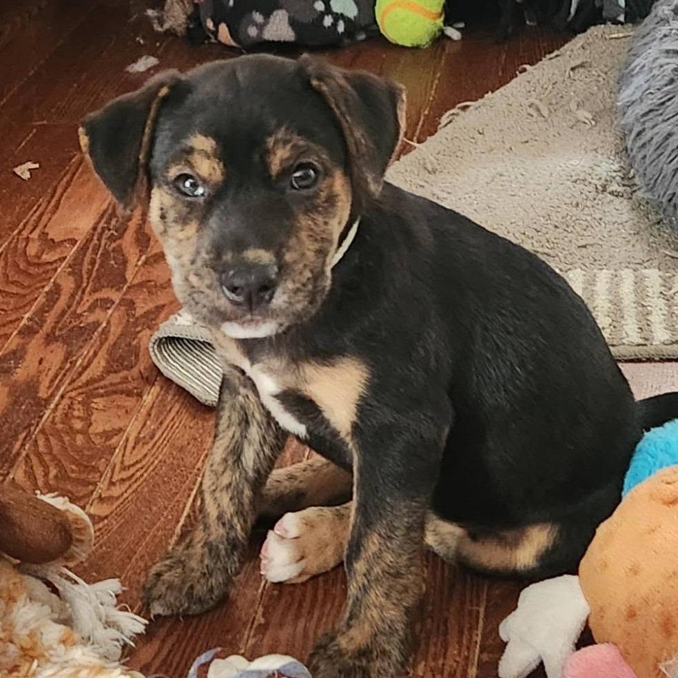 Enlarge Christine McVie, a Adoptable mixed breed in Joliet, IL image 1/2