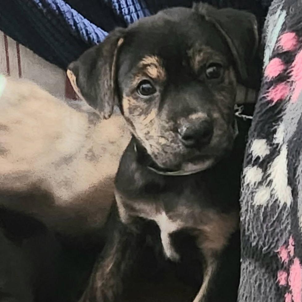 Enlarge Christine McVie, a Adoptable mixed breed in Joliet, IL image 2/2