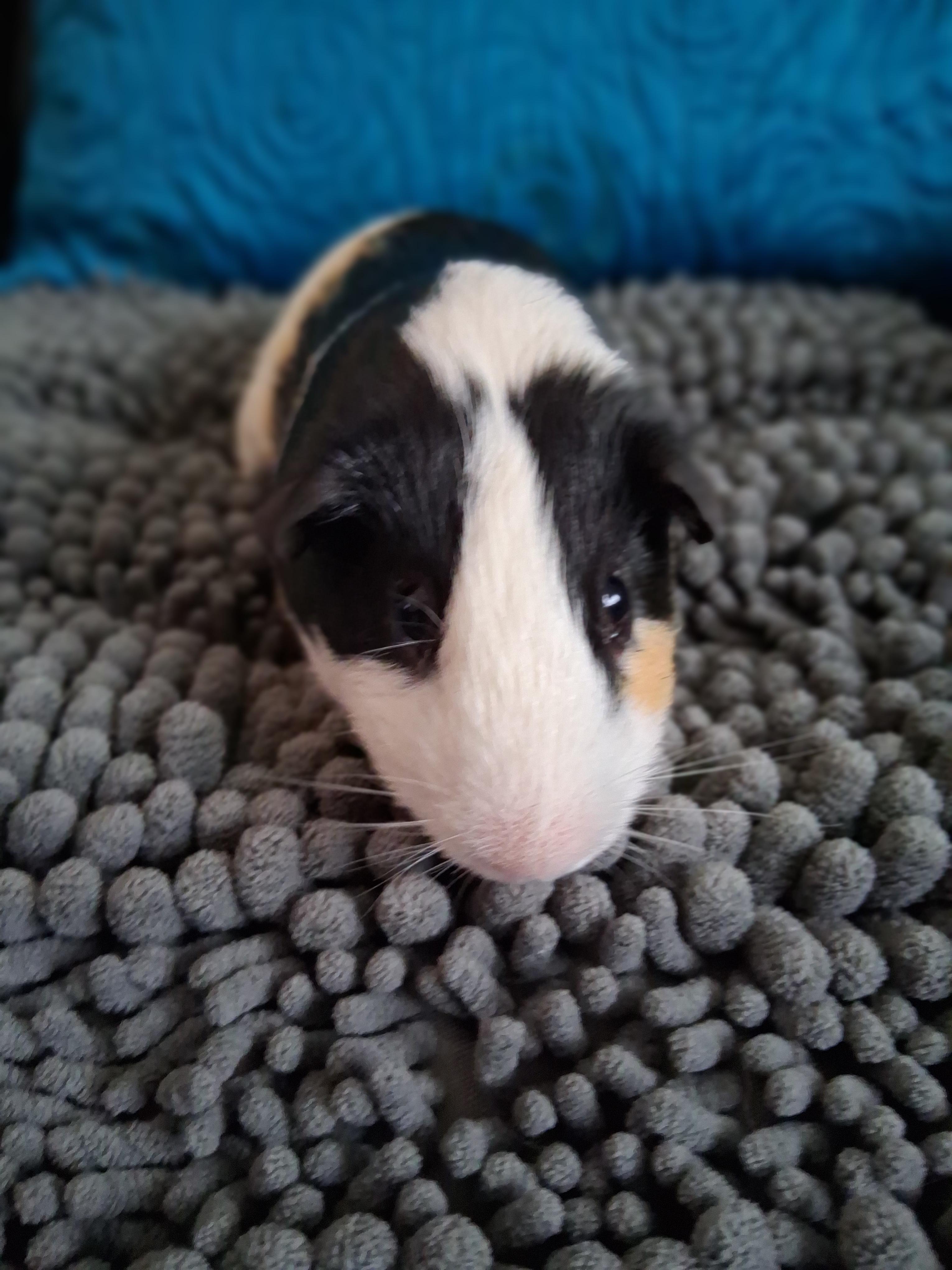 Peter, a ADOPTABLE Guinea Pig in Shelby Township, MI image 3/3