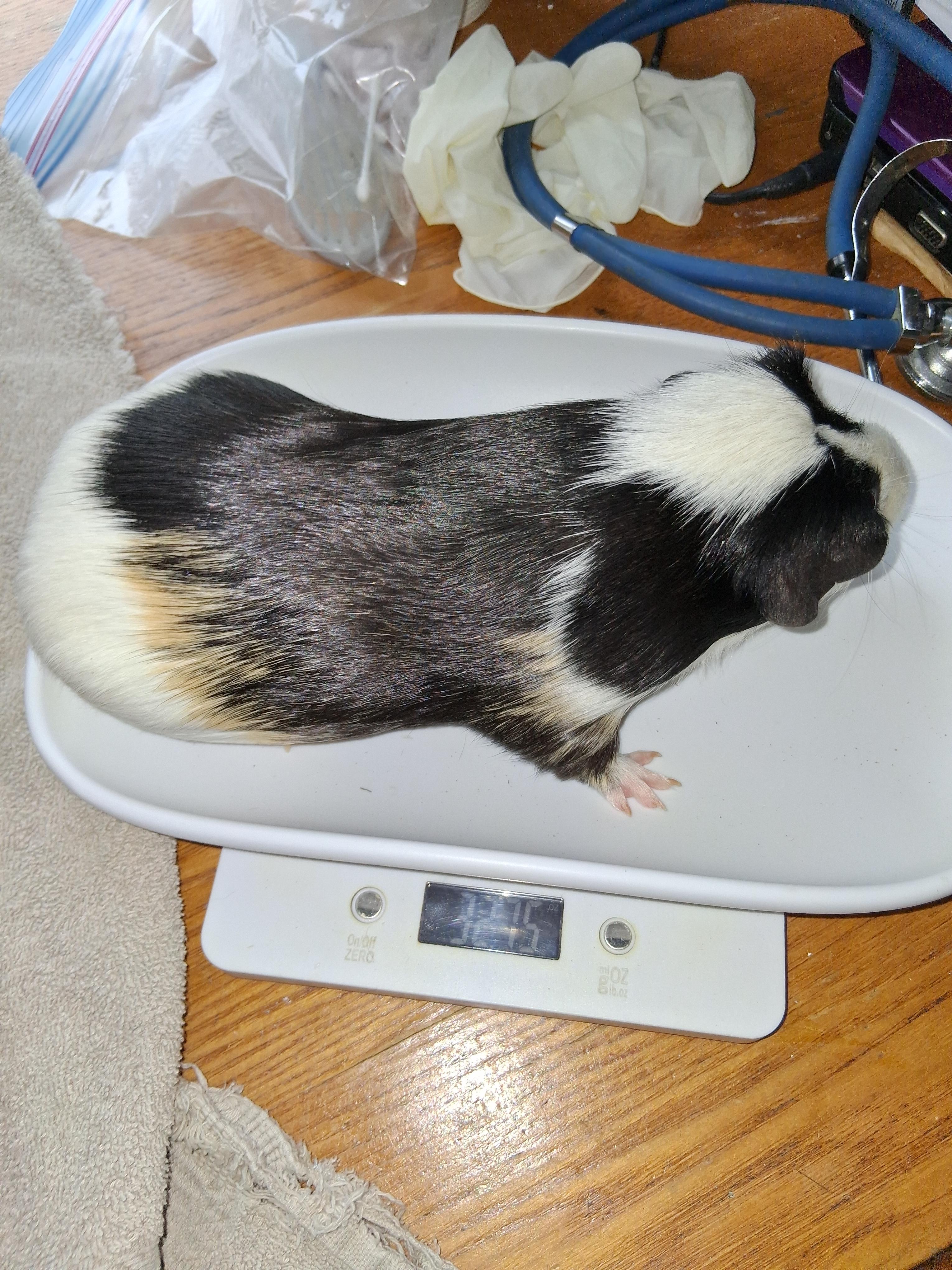 Peter, a ADOPTABLE Guinea Pig in Shelby Township, MI image 1/3
