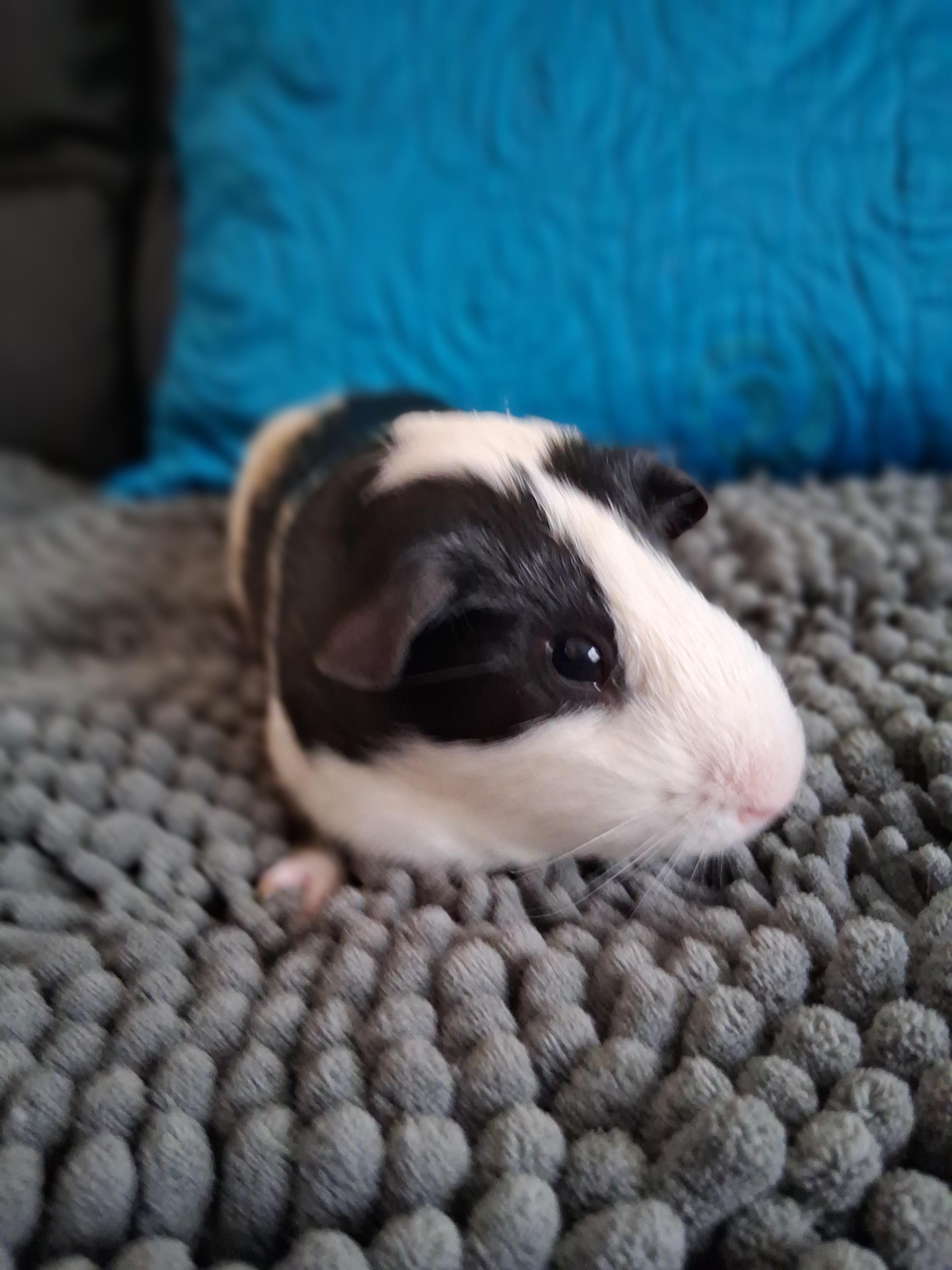 Peter, a ADOPTABLE Guinea Pig in Shelby Township, MI image 2/3