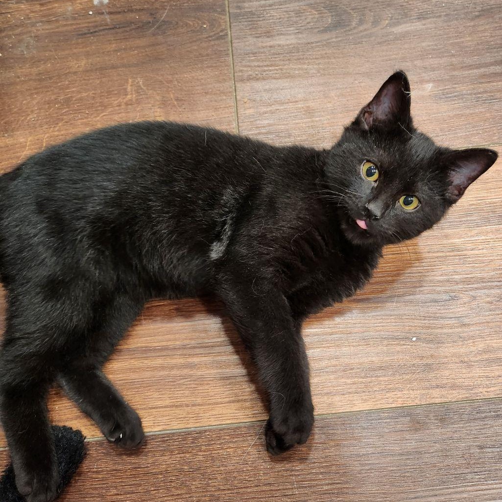 Enlarge BLACKJACK, a Adopted Domestic Short Hair in Fort Worth, TX image 1/3