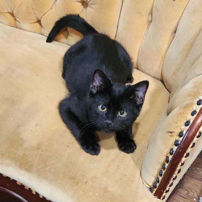 BLACKJACK, Adopted, Kitten Male Domestic Short Hair.