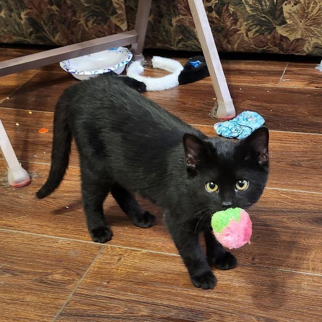 Enlarge BLACKJACK, a Adopted Domestic Short Hair in Fort Worth, TX image 3/3