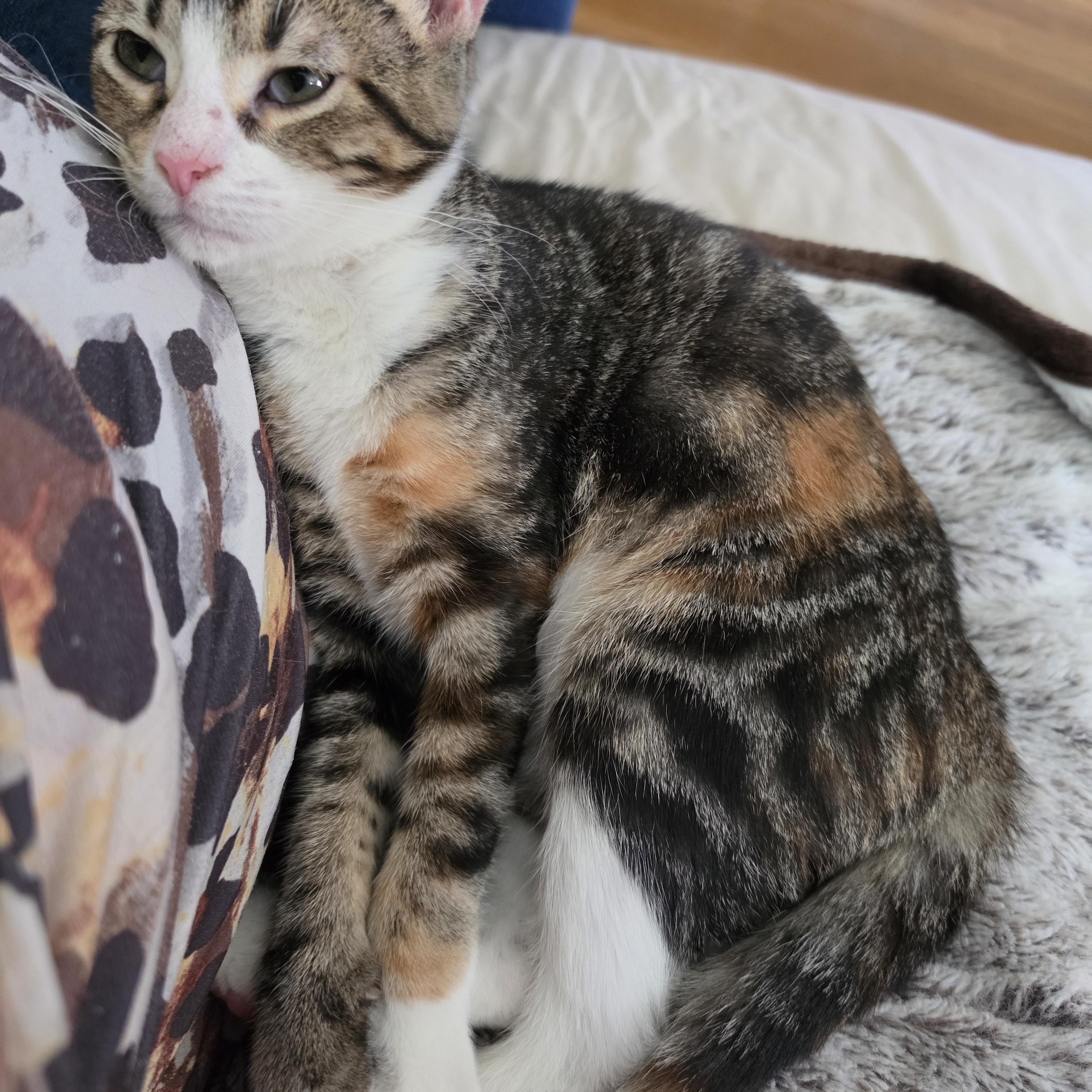 Enlarge Kalila, a Adoptable Calico in Massillon, OH image 2/2