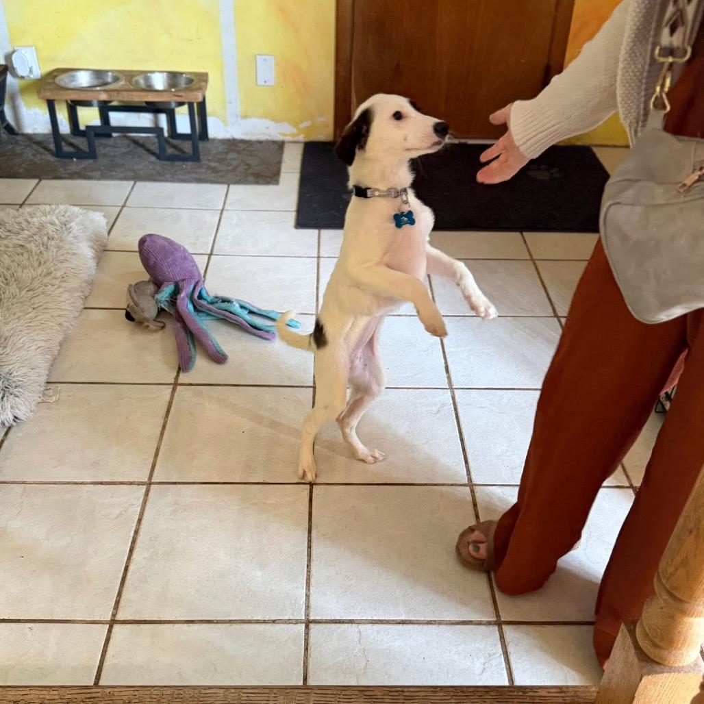 Cascades, Adoptable, Puppy Female Beagle & Mixed Breed.