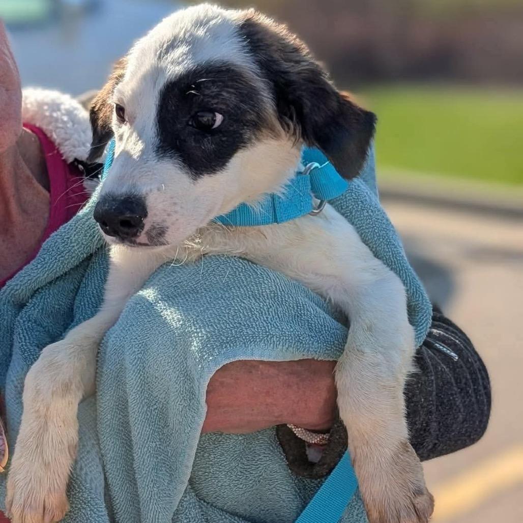 Enlarge Cascades, a Adoptable mixed breed in St. Charles, IL image 2/6