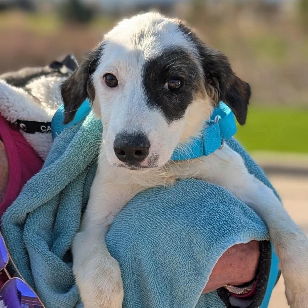 Enlarge Cascades, a Adoptable mixed breed in St. Charles, IL image 3/6