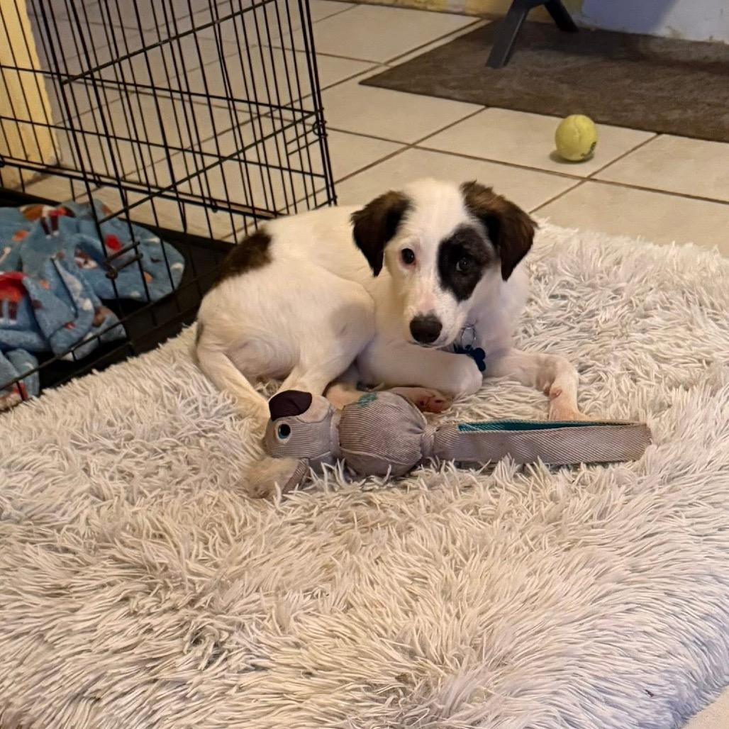 Enlarge Cascades, a Adoptable mixed breed in St. Charles, IL image 4/6