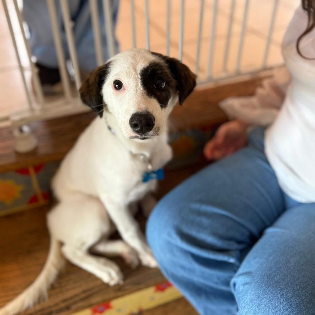 Enlarge Cascades, a Adoptable mixed breed in St. Charles, IL image 5/6