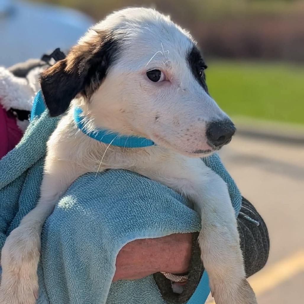 Enlarge Cascades, a Adoptable mixed breed in St. Charles, IL image 6/6