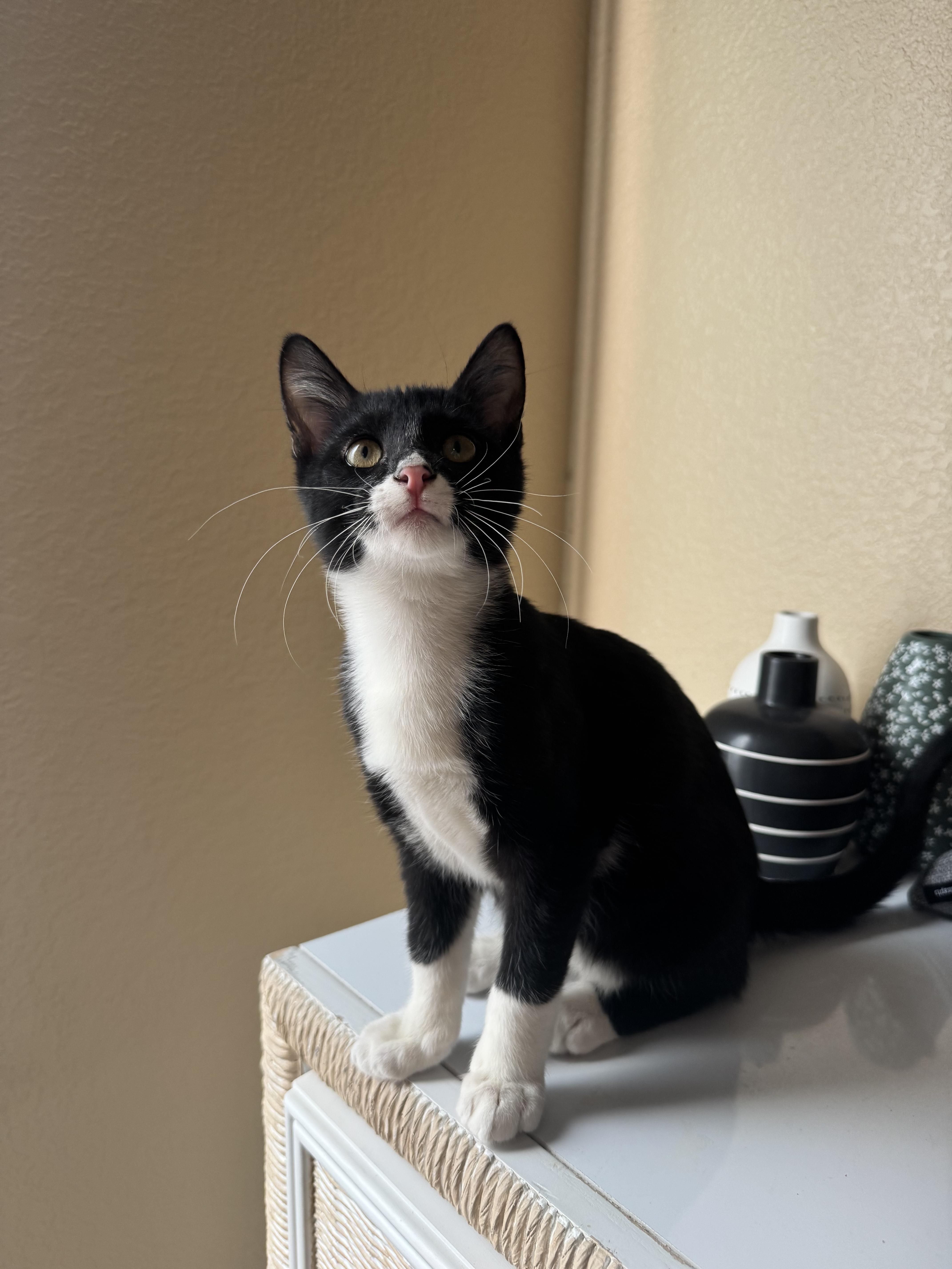 Bolt Eve, Adoptable, Kitten Male Tuxedo.
