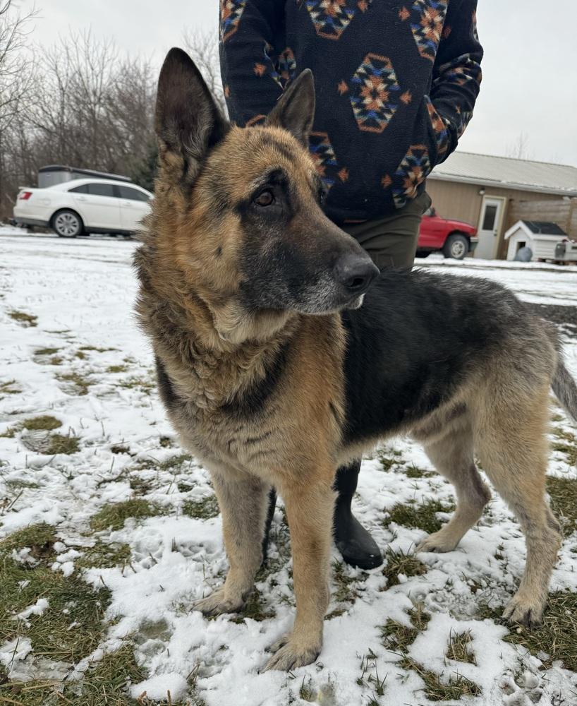 Enlarge Grandpa , a ADOPTABLE German Shepherd Dog in China Township, MI image 5/6