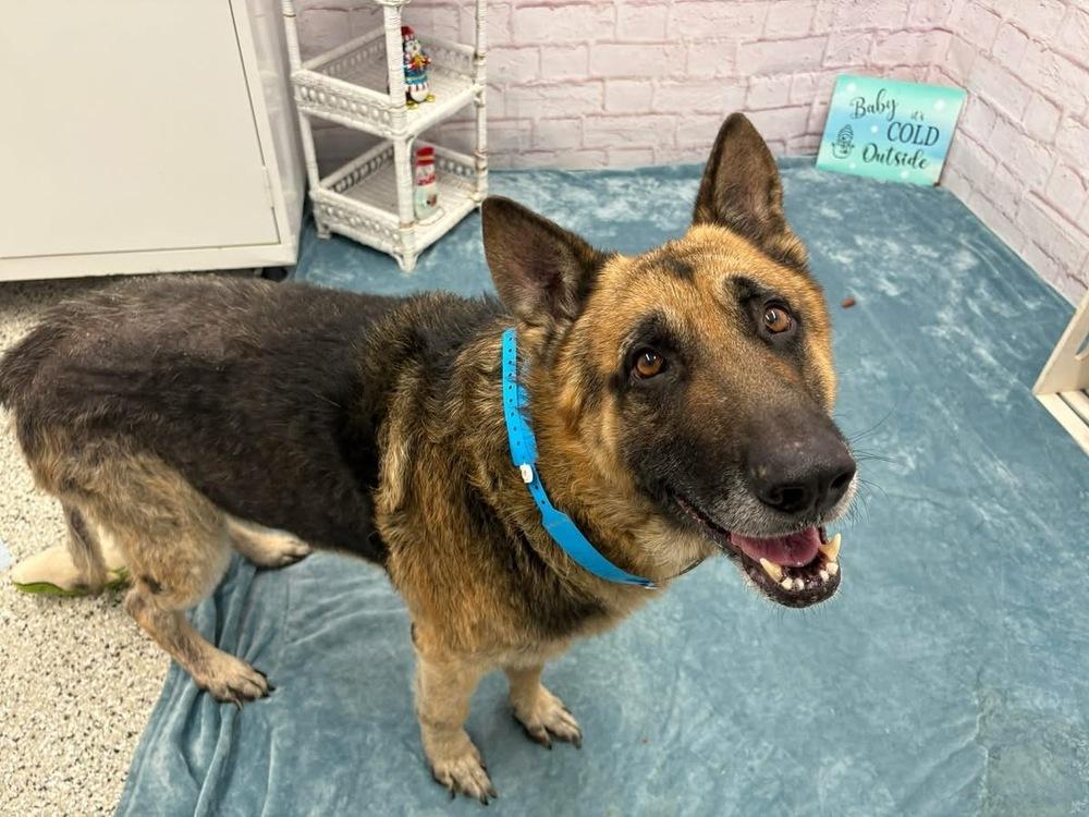 Enlarge Grandpa , a ADOPTABLE German Shepherd Dog in China Township, MI image 4/6