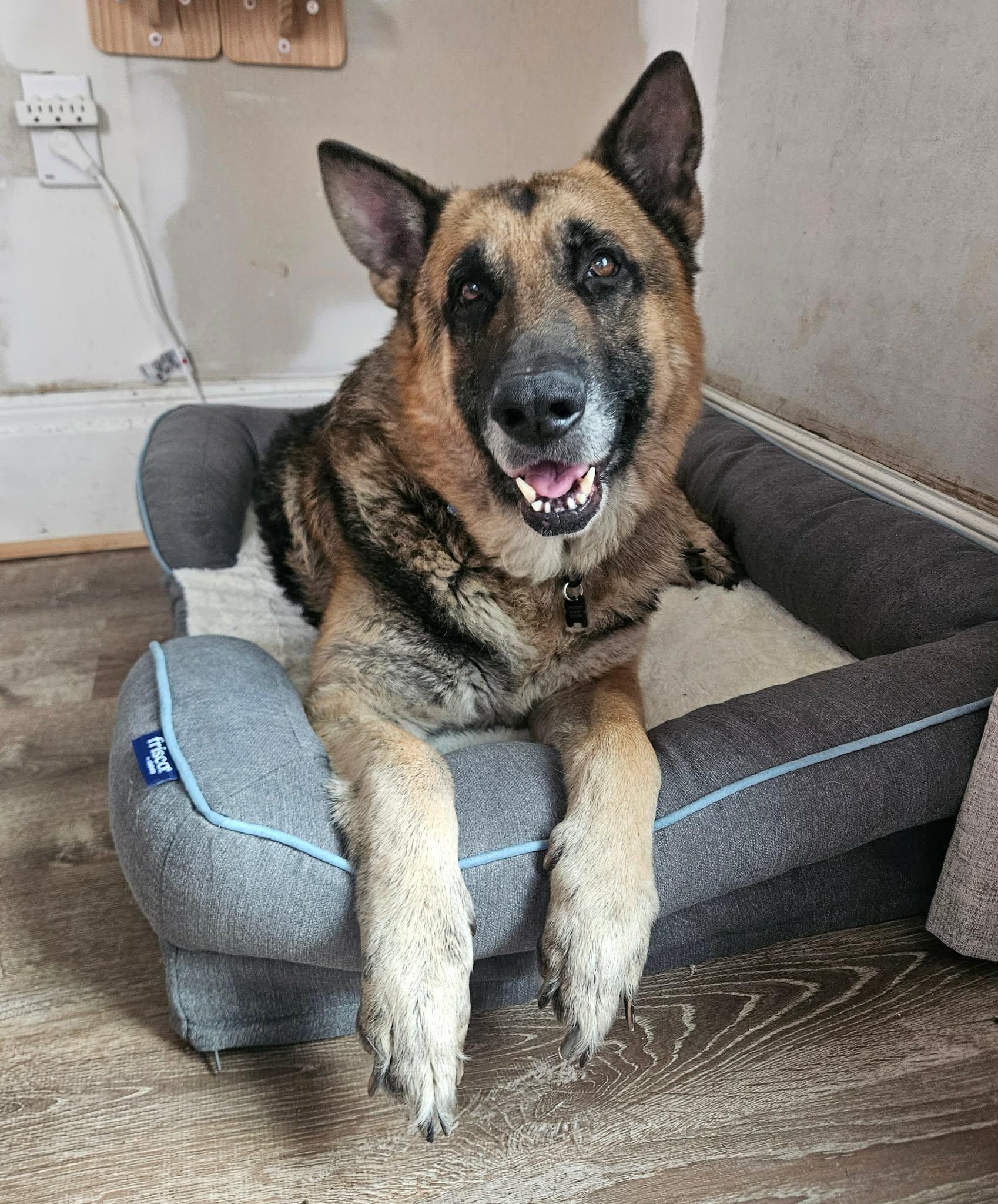 Enlarge Grandpa , a ADOPTABLE German Shepherd Dog in China Township, MI image 1/6