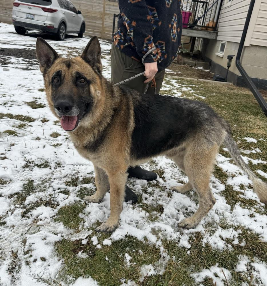 Enlarge Grandpa , a ADOPTABLE German Shepherd Dog in China Township, MI image 2/6