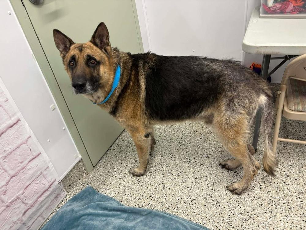 Enlarge Grandpa , a ADOPTABLE German Shepherd Dog in China Township, MI image 3/6