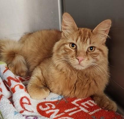 Enlarge Dunkin, a Adoptable Domestic Long Hair in Butte, MT image 1/1