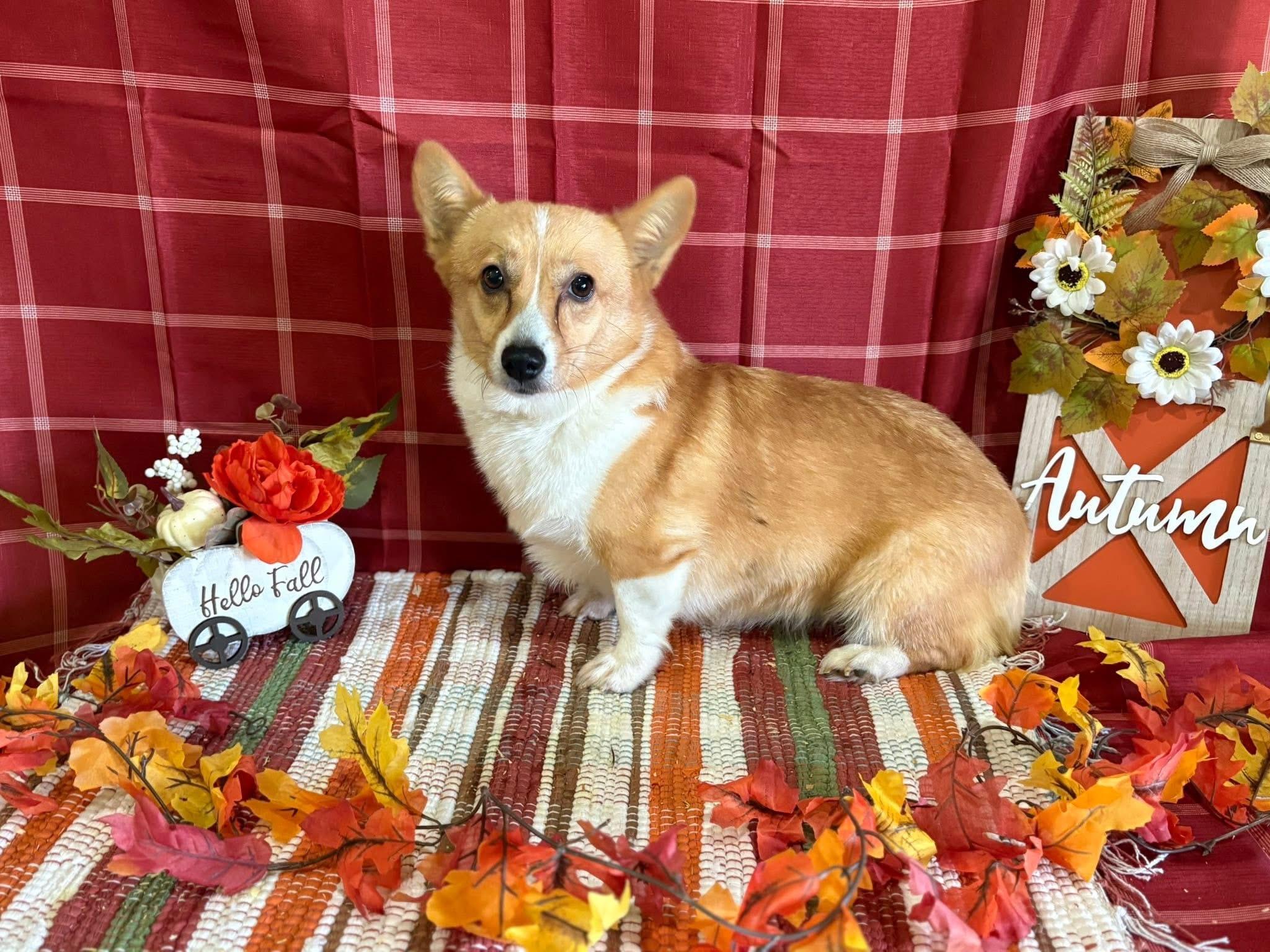 Enlarge Silvia, a Adoptable Corgi in Peebles, OH image 1/1
