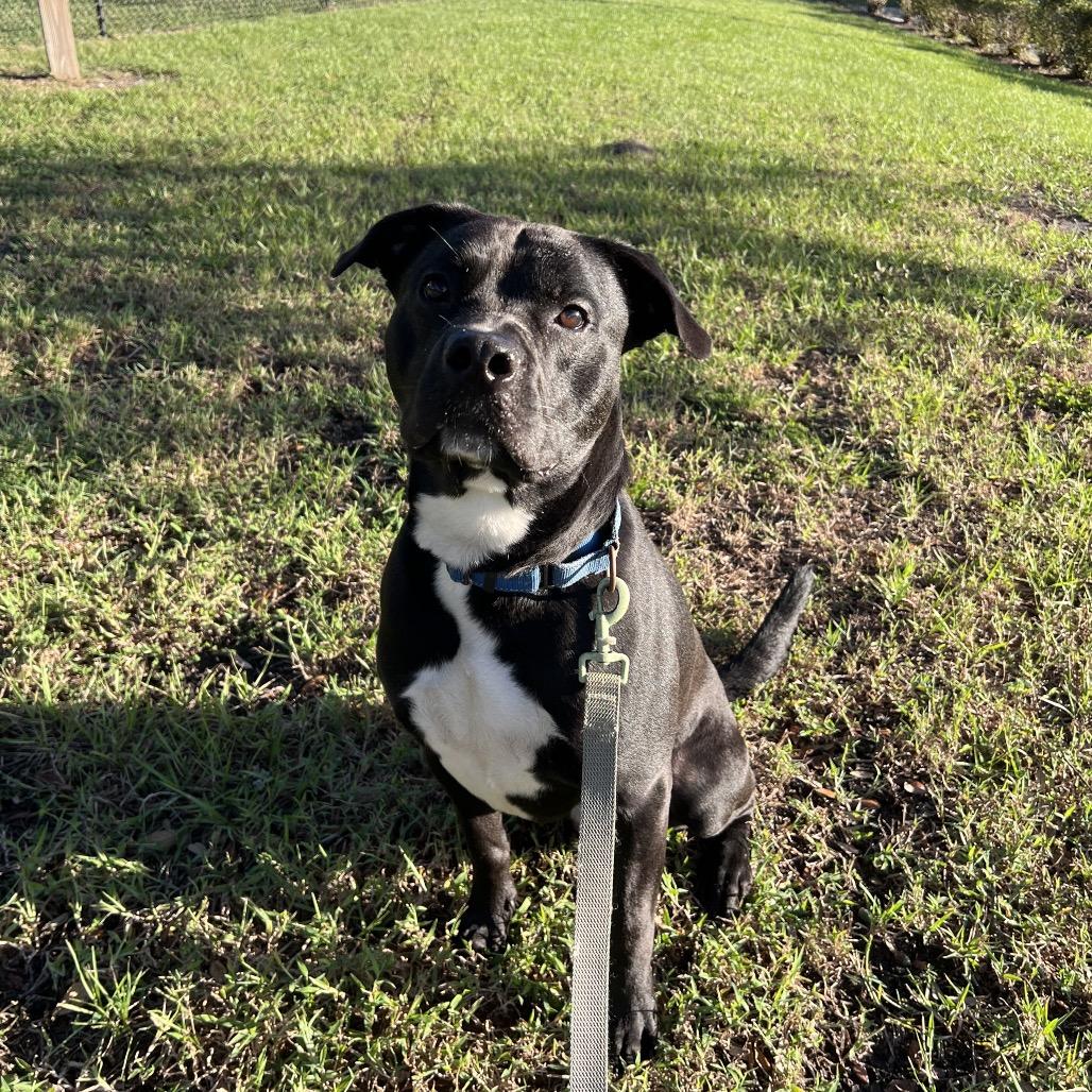 Onyx, Adoptable, Adult Male Mixed Breed.