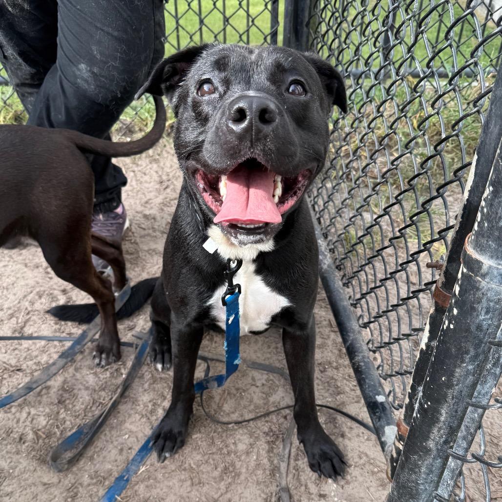 Enlarge Onyx, a Adoptable Mixed Breed in Jacksonville, FL image 2/4