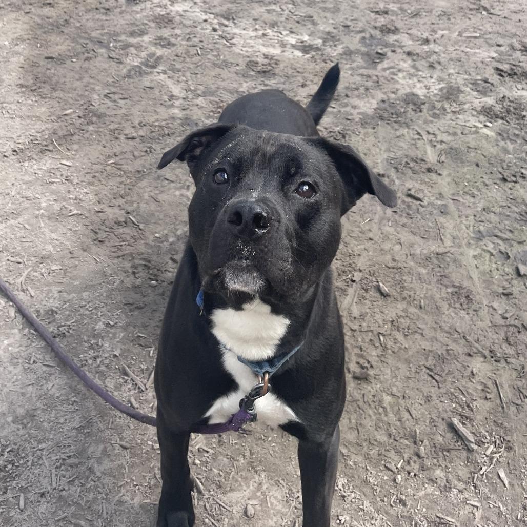Enlarge Onyx, a Adoptable Mixed Breed in Jacksonville, FL image 3/4