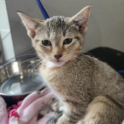 Caramel, Adoptable, Kitten Female Domestic Short Hair.