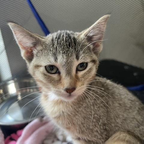 Enlarge Caramel, a Adoptable Domestic Short Hair in Chaska, MN image 2/6