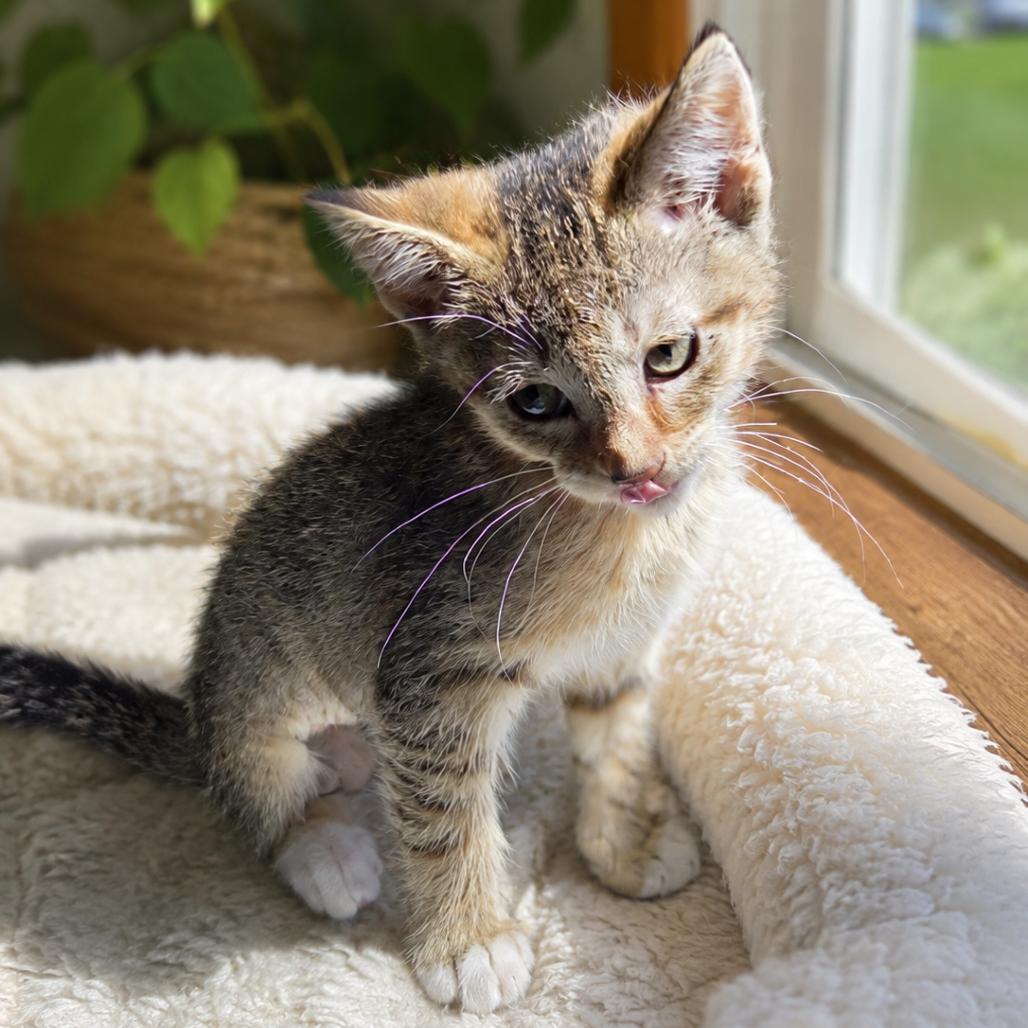 Enlarge Caramel, a Adoptable Domestic Short Hair in Chaska, MN image 3/6