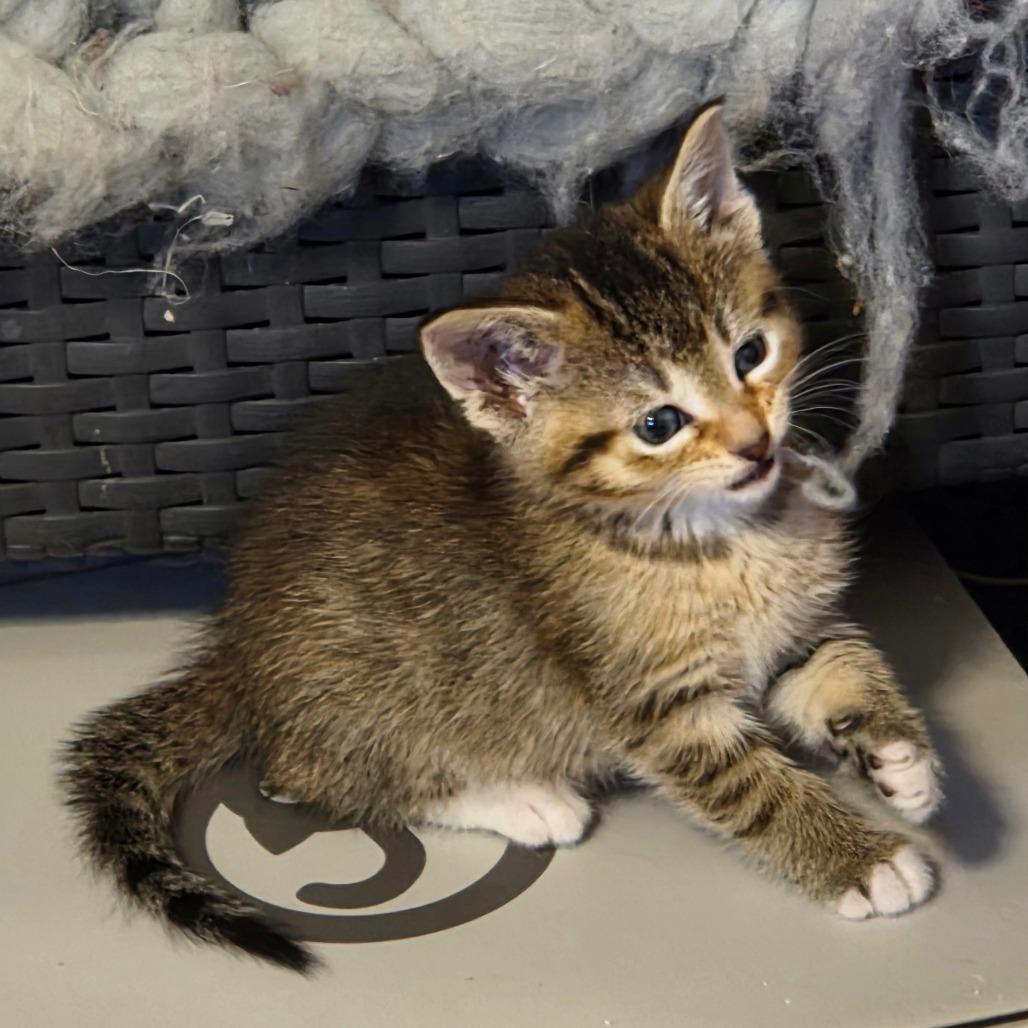 Enlarge Caramel, a Adoptable Domestic Short Hair in Chaska, MN image 4/6