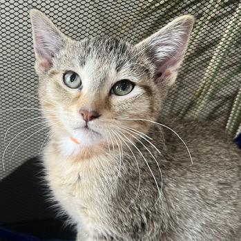 Enlarge Caramel, a Adoptable Domestic Short Hair in Chaska, MN image 5/6