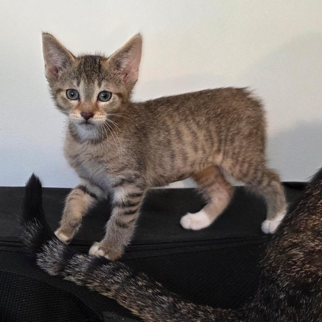 Enlarge Caramel, a Adoptable Domestic Short Hair in Chaska, MN image 6/6