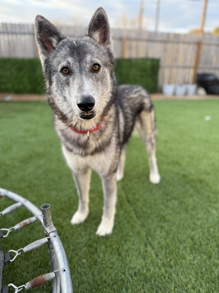 Enlarge Kraven, a Adoptable Husky in Portland, OR image 3/5