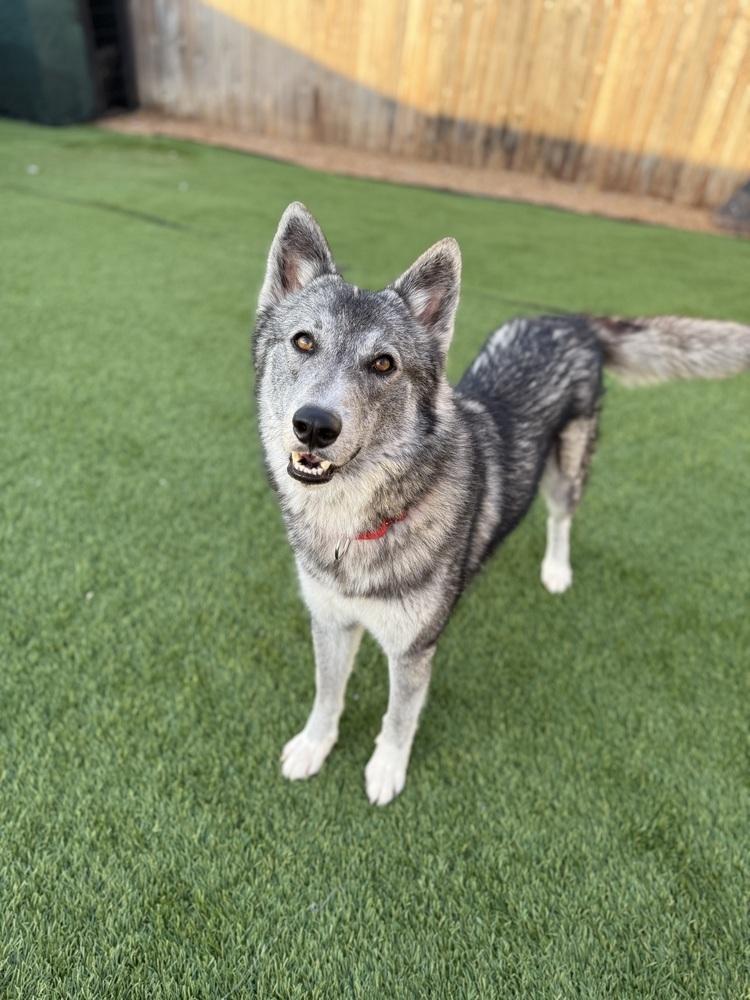 Enlarge Kraven, a Adoptable Husky in Portland, OR image 4/5