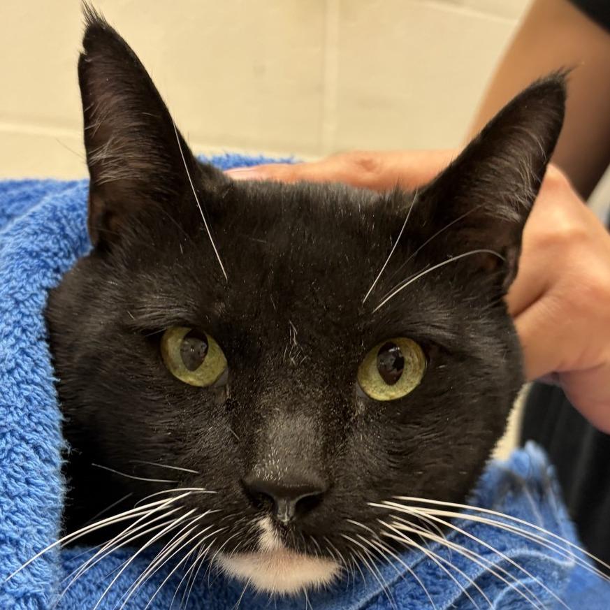 Budu, Adoptable, Young Male Domestic Medium Hair.