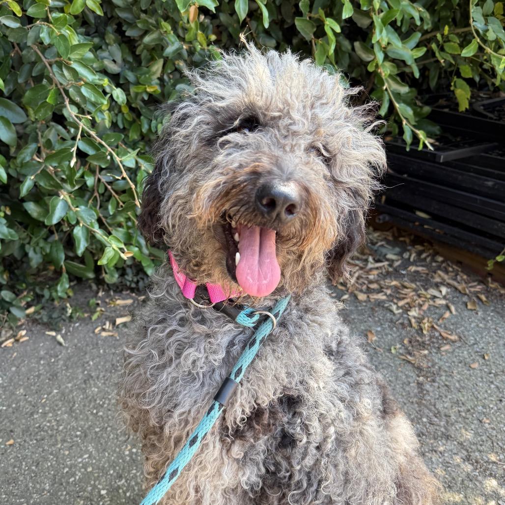 Guava, Adoptable, Adult Female Poodle & Mixed Breed.