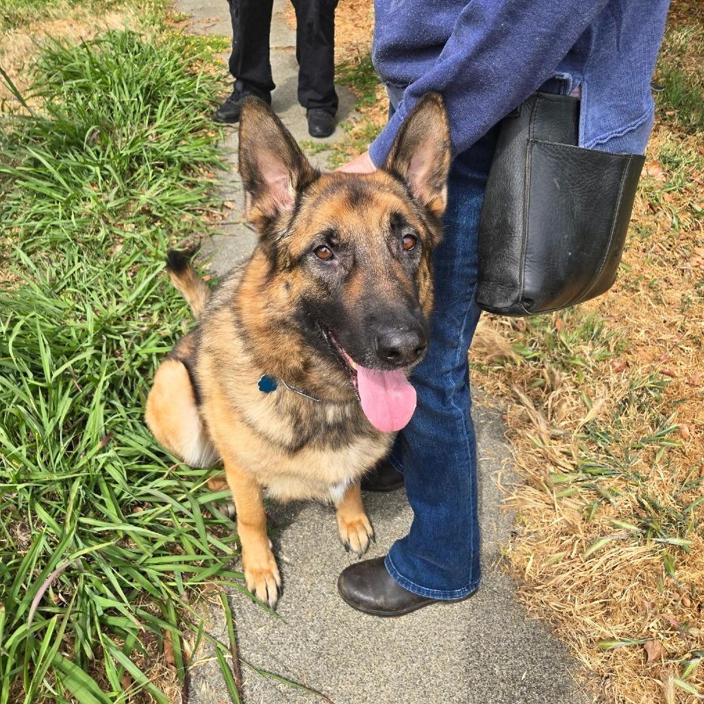 Flapjack, Adoptable, Puppy Male German Shepherd Dog.