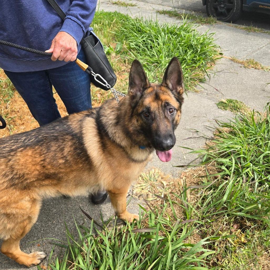 Enlarge Flapjack, a Adoptable German Shepherd Dog in Kensington, CA image 2/2
