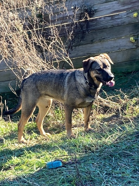 Timber, a Adoptable mixed breed in Chelsea, VT image 3/6