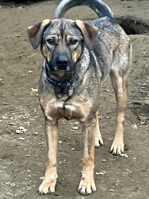 Timber, Adoptable, Adult Female Rottweiler & Husky.