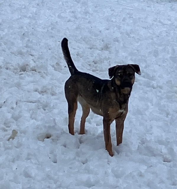 Timber, a Adoptable mixed breed in Chelsea, VT image 4/6