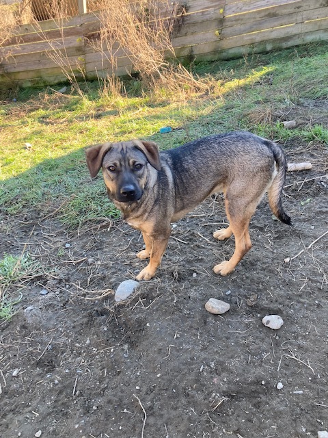 Timber, a Adoptable mixed breed in Chelsea, VT image 5/6