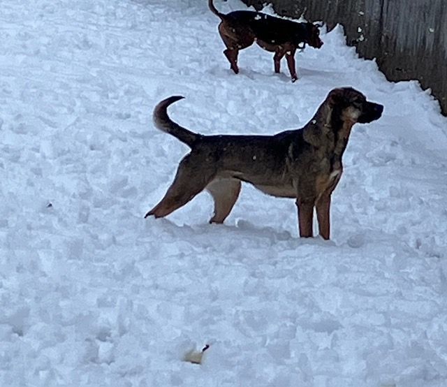 Timber, a Adoptable mixed breed in Chelsea, VT image 6/6
