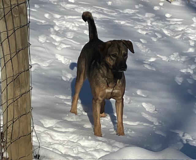 Timber, an adoptable Rottweiler, Husky in Chelsea, VT, 05038 | Photo Image 2