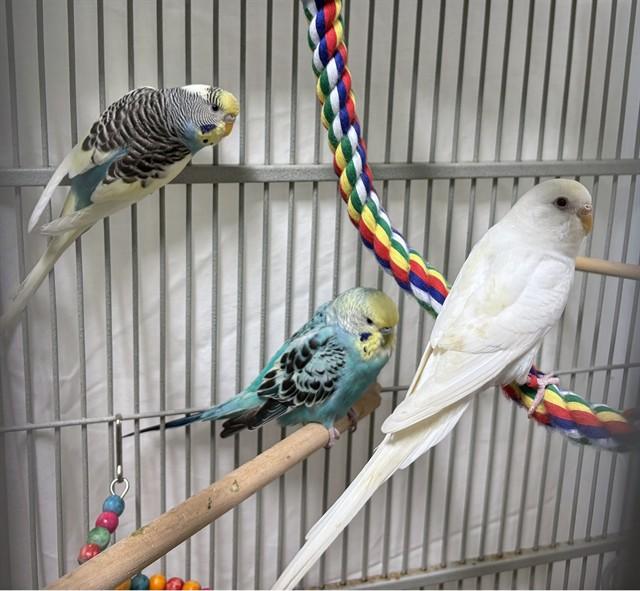 Enlarge SKITTLES, a Adoptable Parakeet (Other) in Dedham, MA image 1/1