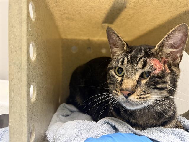 Enlarge KEVIN, a Adoptable Domestic Short Hair in Kent, WA image 1/1