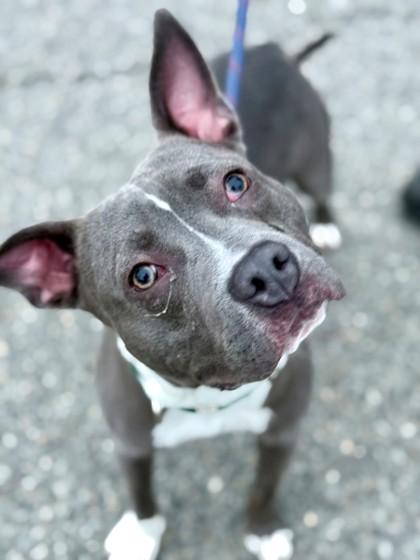 Enlarge Trooper, a Adoptable mixed breed in Wantagh, NY image 1/2